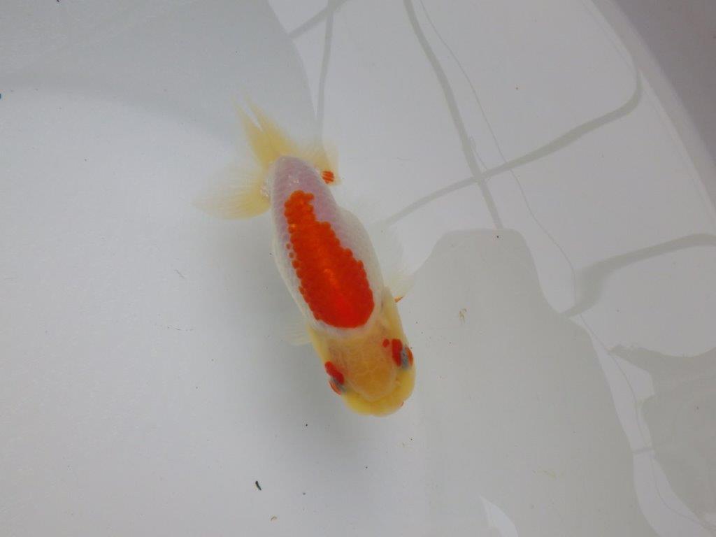 【可愛がってきた当歳らんちゅう 】背、腰のラインが美しいらんちゅう　約11cm  オス？の上身