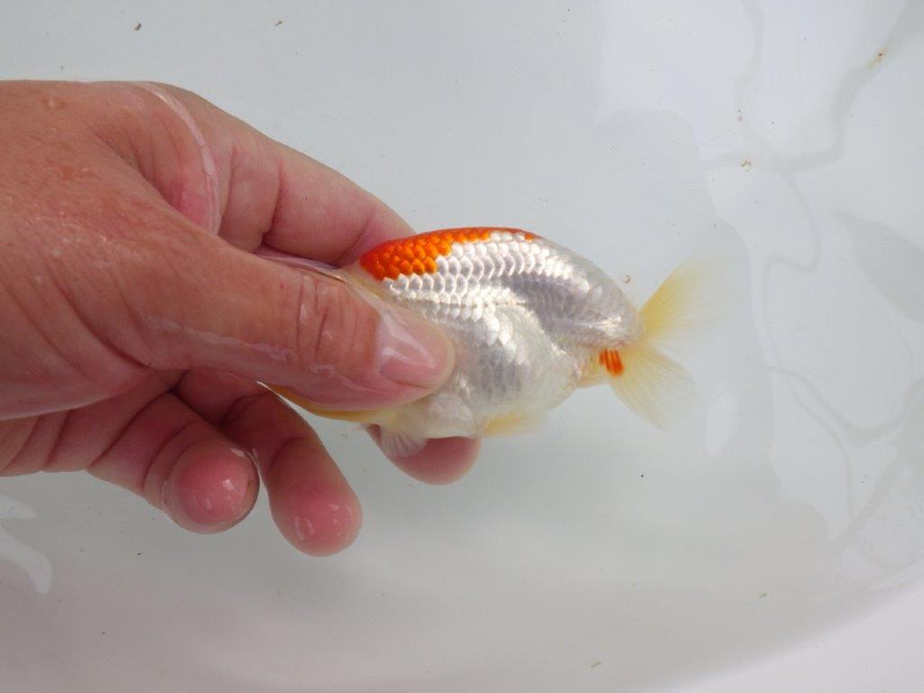 【可愛がってきた当歳らんちゅう 】背、腰のラインが美しいらんちゅう　約11cm  オス？