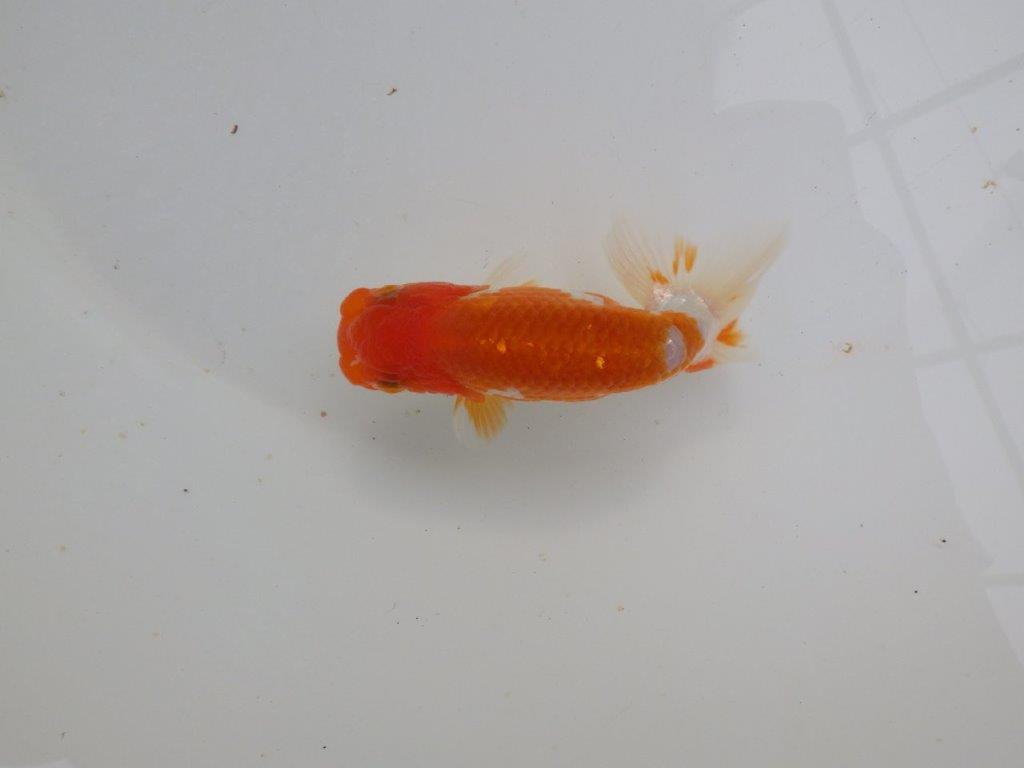 【可愛がってきた当歳らんちゅう 】背、腰、柄が美しいらんちゅう　約11cm  メス？の上身