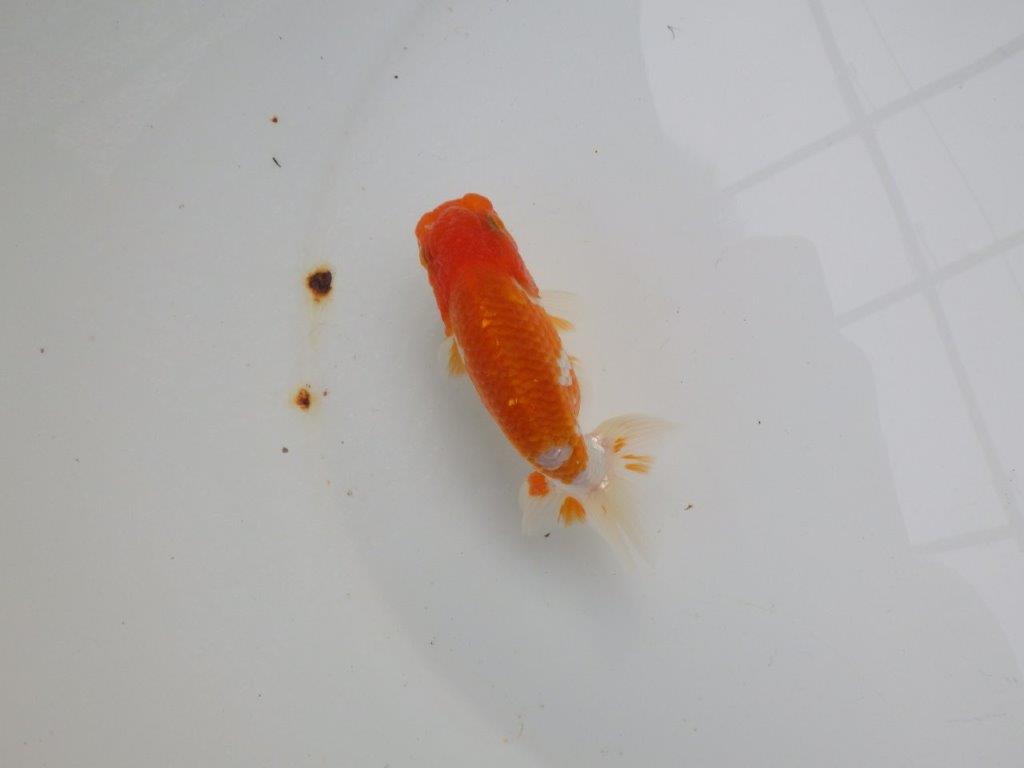【可愛がってきた当歳らんちゅう 】背、腰、柄が美しいらんちゅう　約11cm  メス？