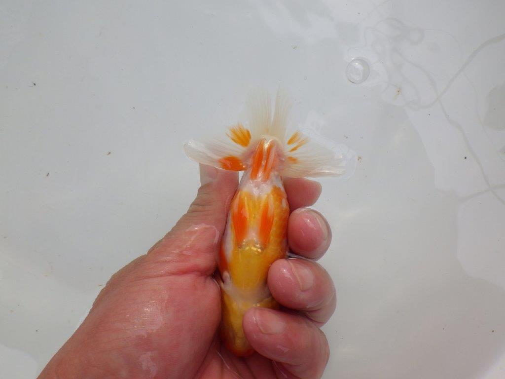 【可愛がってきた当歳らんちゅう 】背、腰、柄が美しいらんちゅう　約11cm  メス？