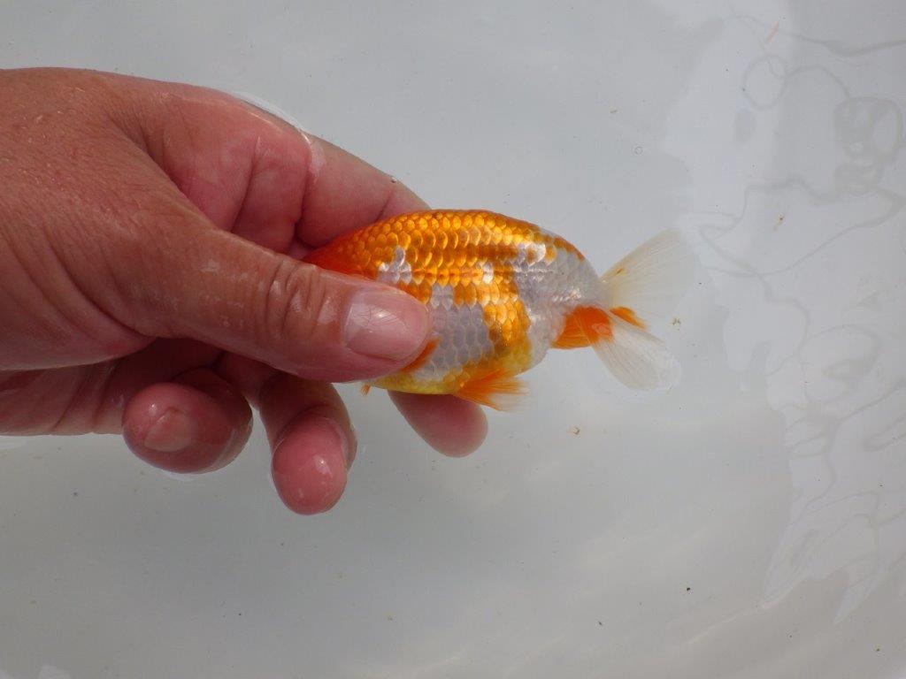 【可愛がってきた当歳らんちゅう 】背、腰、柄が美しいらんちゅう　約11cm  メス？