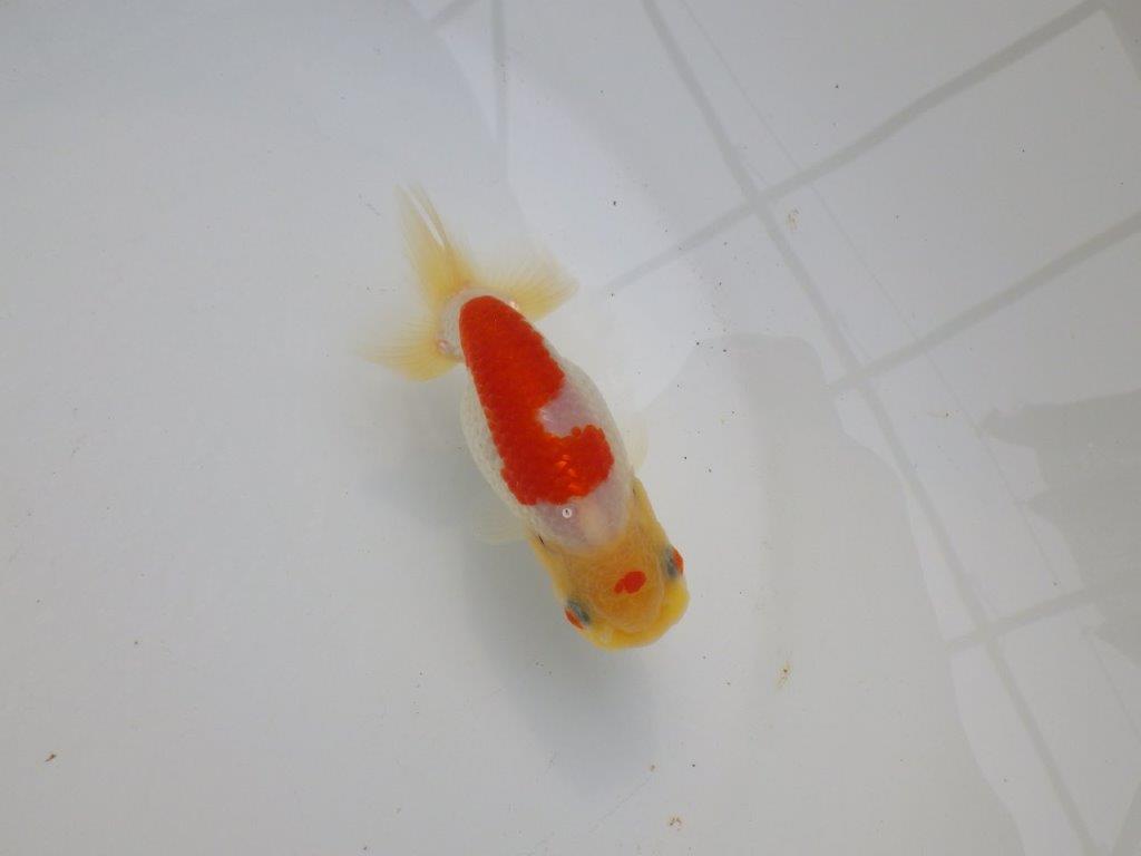 【可愛がってきた当歳らんちゅう 】尾型が良く背のラインが美しいらんちゅう　約11cm  メス？の上身