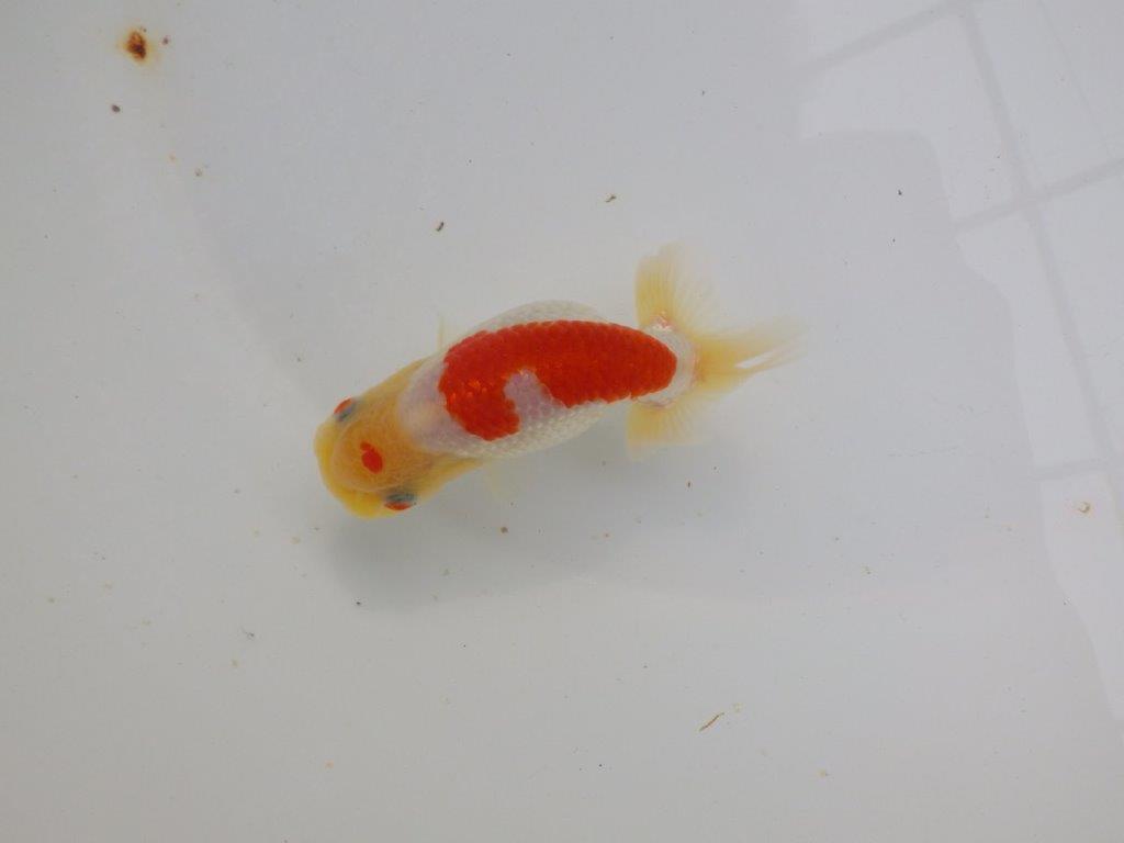 【可愛がってきた当歳らんちゅう 】尾型が良く背のラインが美しいらんちゅう　約11cm  メス？