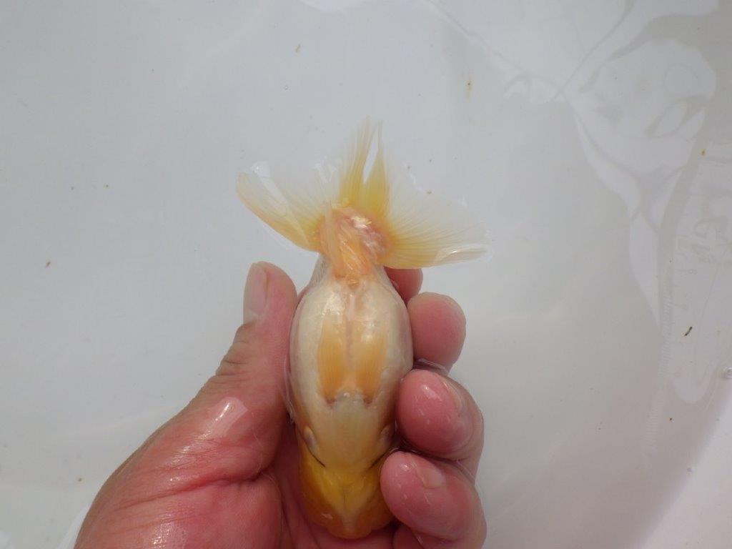 【可愛がってきた当歳らんちゅう 】尾型が良く背のラインが美しいらんちゅう　約11cm  メス？
