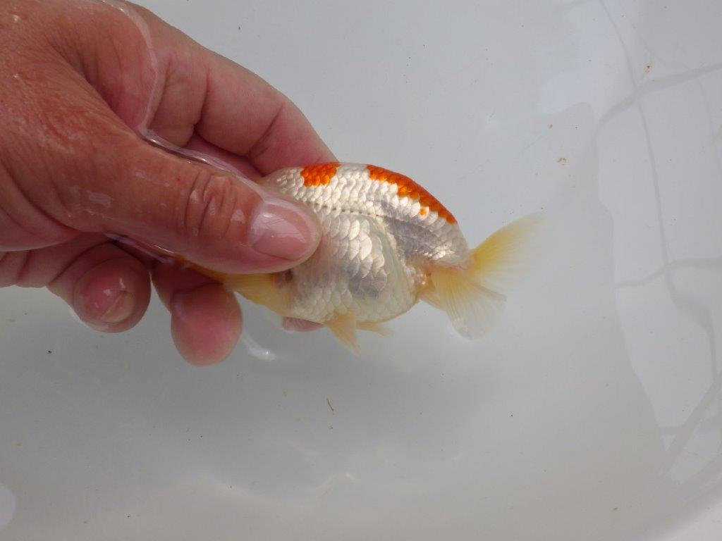 【可愛がってきた当歳らんちゅう 】尾型が良く背のラインが美しいらんちゅう　約11cm  メス？