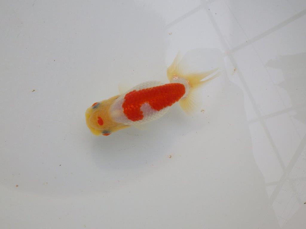 【可愛がってきた当歳らんちゅう 】尾型が良く背のラインが美しいらんちゅう　約11cm  メス？