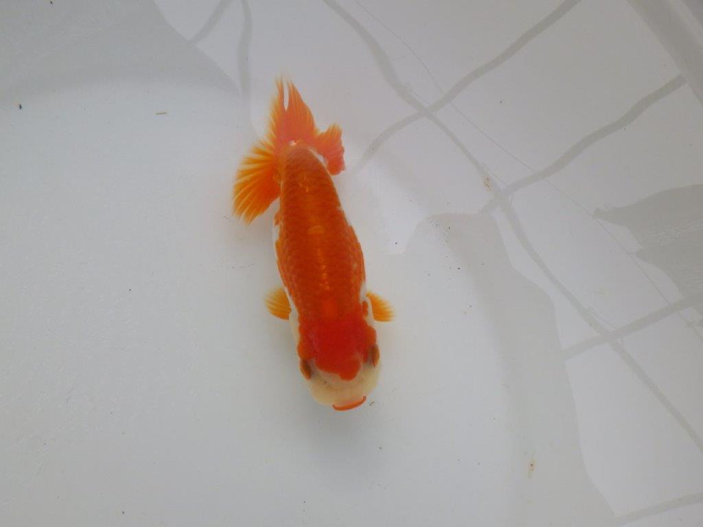 【可愛がってきた当歳らんちゅう 】色艶が良い美しい更紗らんちゅう　約12cm  メス？の上身