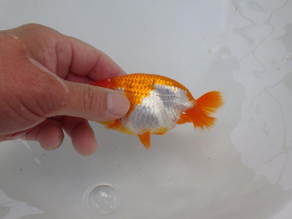 【可愛がってきた当歳らんちゅう 】色艶が良い美しい更紗らんちゅう　約12cm  メス？