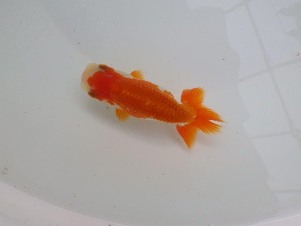 【可愛がってきた当歳らんちゅう 】色艶が良い美しい更紗らんちゅう　約12cm  メス？