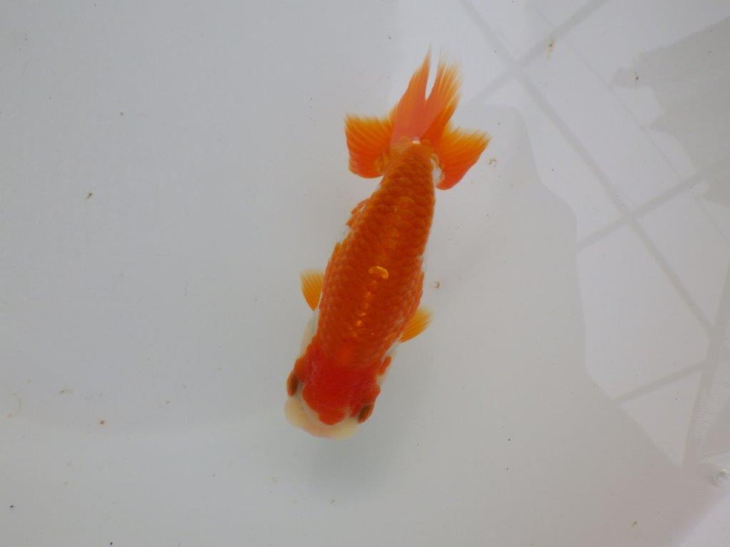 【可愛がってきた当歳らんちゅう 】色艶が良い美しい更紗らんちゅう　約12cm  メス？