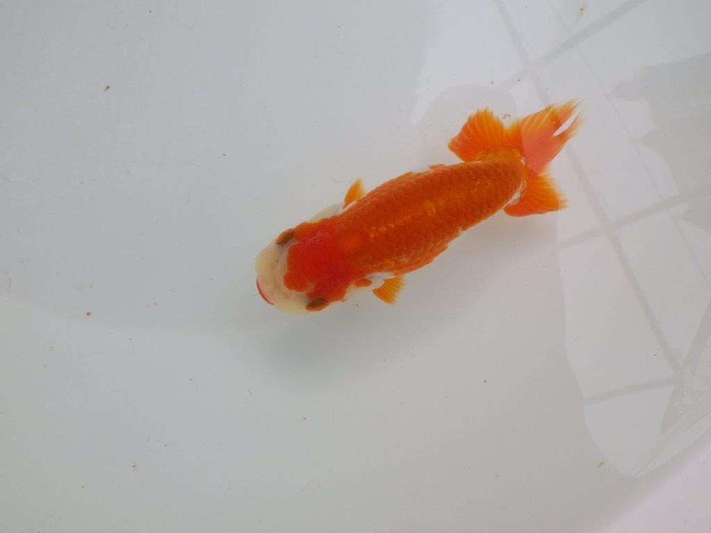 【可愛がってきた当歳らんちゅう 】色艶が良い美しい更紗らんちゅう　約12cm  メス？