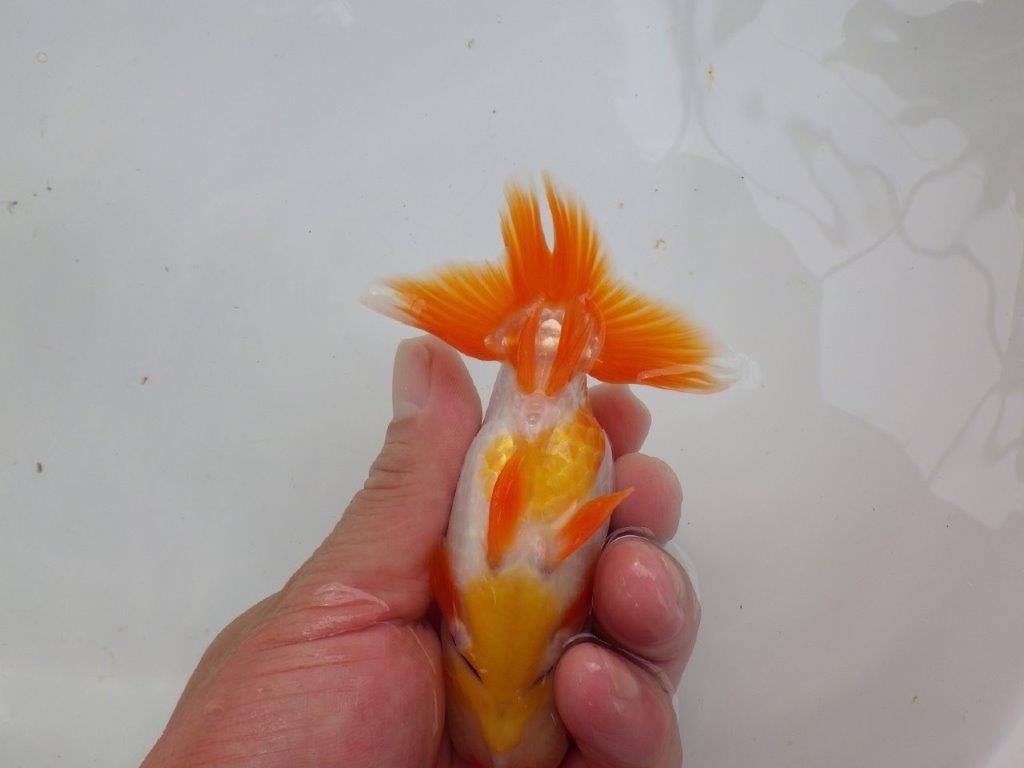 【可愛がってきた当歳らんちゅう 】色艶が良い美しい更紗らんちゅう　約12cm  メス？