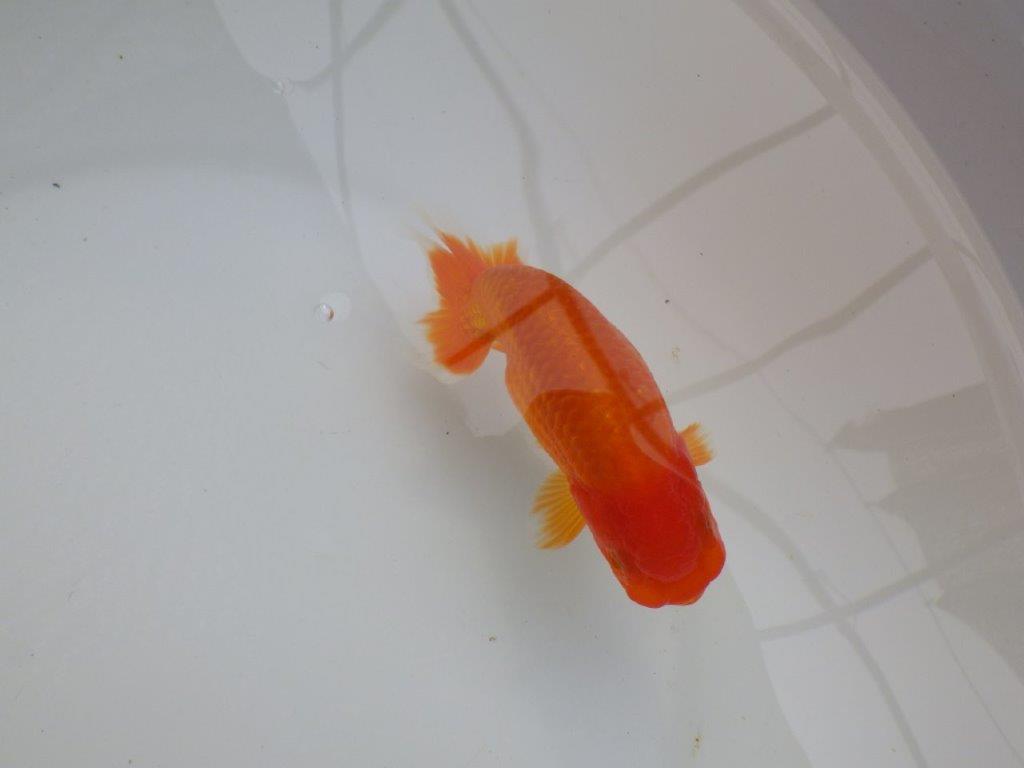 【可愛がってきた当歳らんちゅう 】雰囲気抜群！種にもお勧めらんちゅう　約12,5cm  メス？