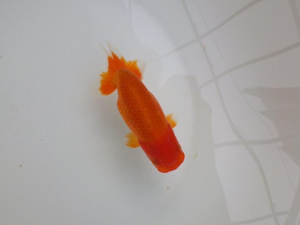 【可愛がってきた当歳らんちゅう 】雰囲気抜群！種にもお勧めらんちゅう　約12,5cm  メス？の上身