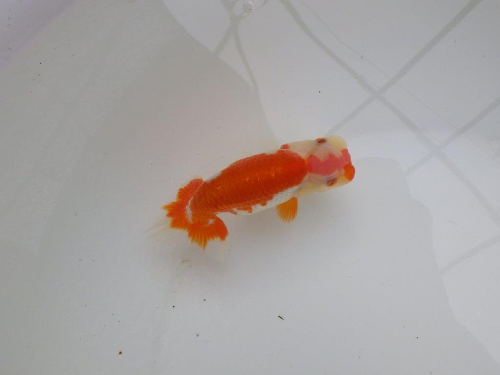【可愛がってきた当歳らんちゅう 】ご鑑賞お勧めらんちゅう　約12cm  メス？