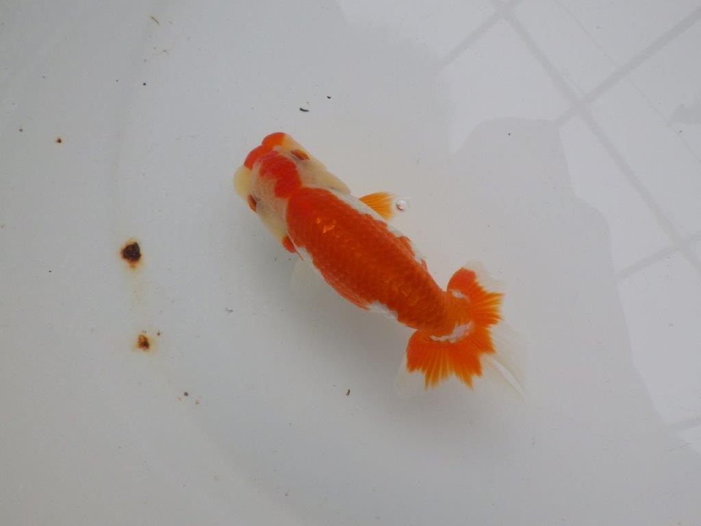【可愛がってきた当歳らんちゅう 】ご鑑賞お勧めらんちゅう　約12cm  メス？