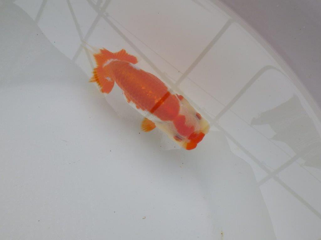 【可愛がってきた当歳らんちゅう 】ご鑑賞お勧めらんちゅう　約12cm  メス？
