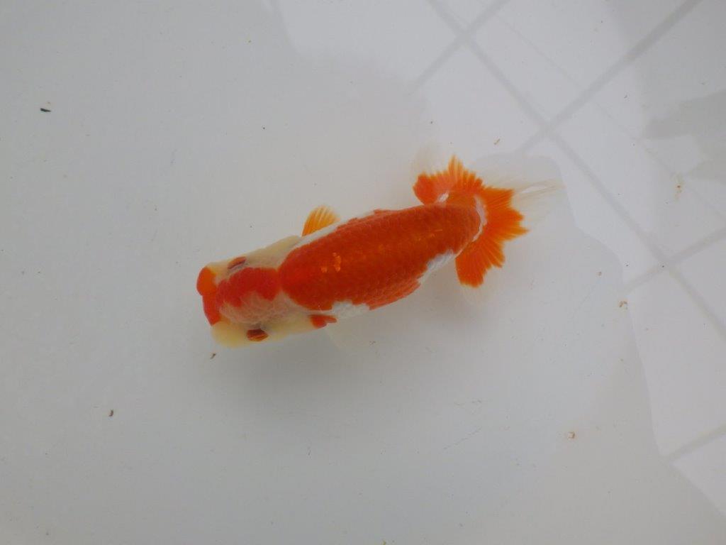 【可愛がってきた当歳らんちゅう 】ご鑑賞お勧めらんちゅう　約12cm  メス？
