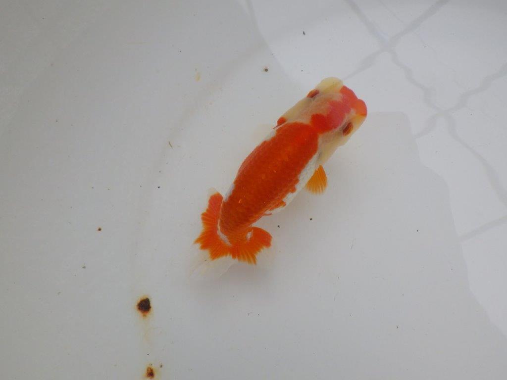 【可愛がってきた当歳らんちゅう 】ご鑑賞お勧めらんちゅう　約12cm  メス？の上身