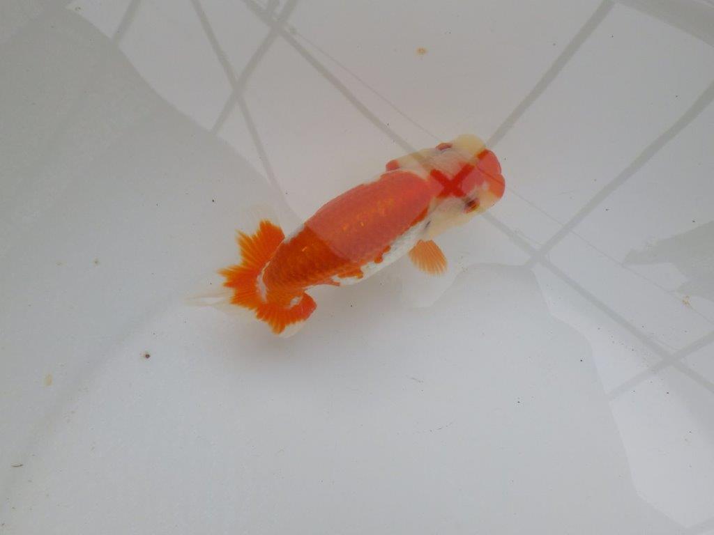 【可愛がってきた当歳らんちゅう 】ご鑑賞お勧めらんちゅう　約12cm  メス？