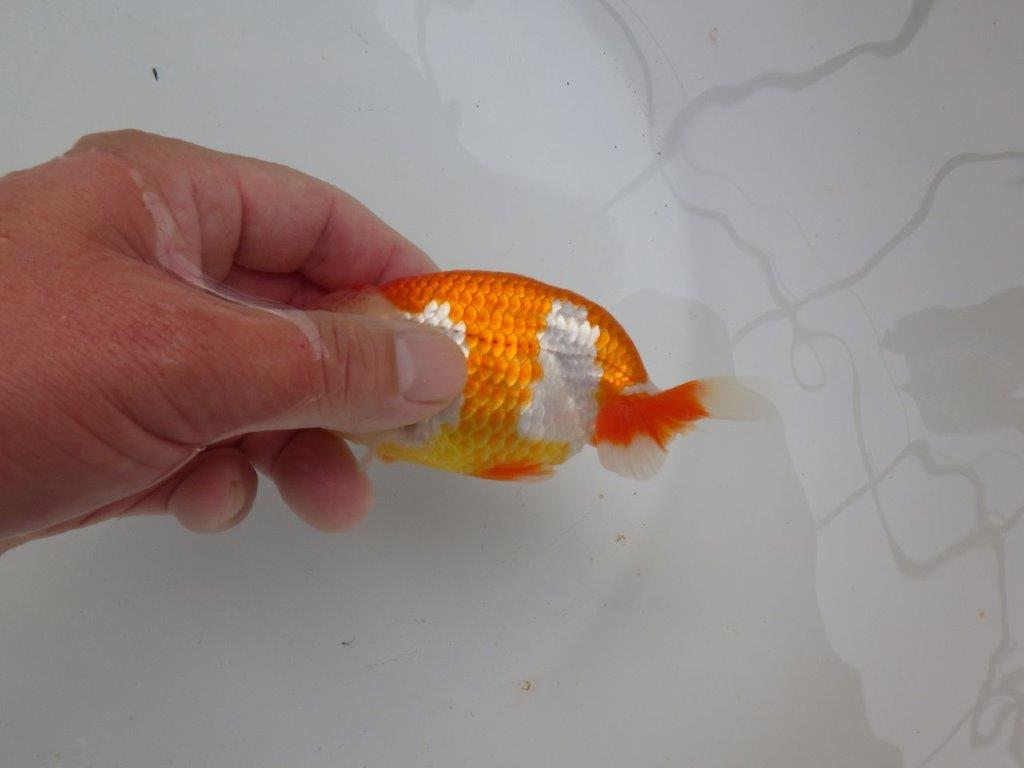 【可愛がってきた当歳らんちゅう 】ご鑑賞お勧めらんちゅう　約12cm  メス？