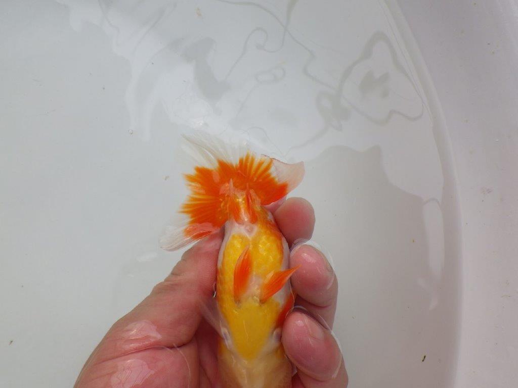 【可愛がってきた当歳らんちゅう 】ご鑑賞お勧めらんちゅう　約12cm  メス？