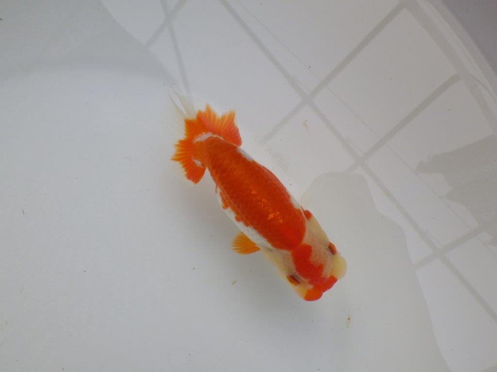【可愛がってきた当歳らんちゅう 】ご鑑賞お勧めらんちゅう　約12cm  メス？