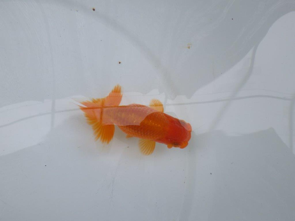 【可愛がってきた当歳らんちゅう 】尾張りの良いらんちゅう　約10cm  オス？