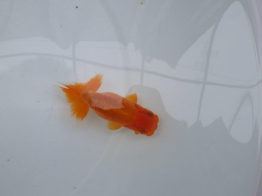 【可愛がってきた当歳らんちゅう 】尾張りの良いらんちゅう　約10cm  オス？
