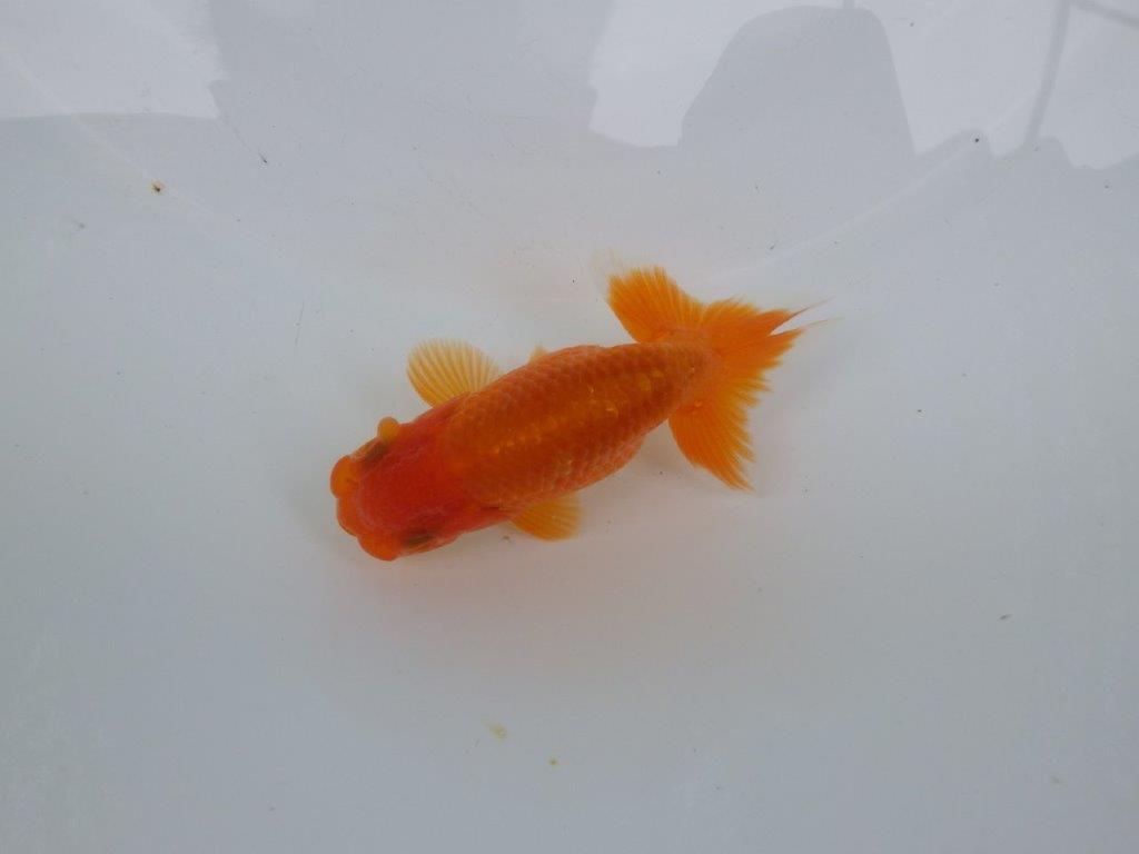 【可愛がってきた当歳らんちゅう 】尾張りの良いらんちゅう　約10cm  オス？の上身