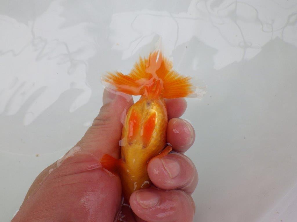 【可愛がってきた当歳らんちゅう 】尾張りの良いらんちゅう　約10cm  オス？