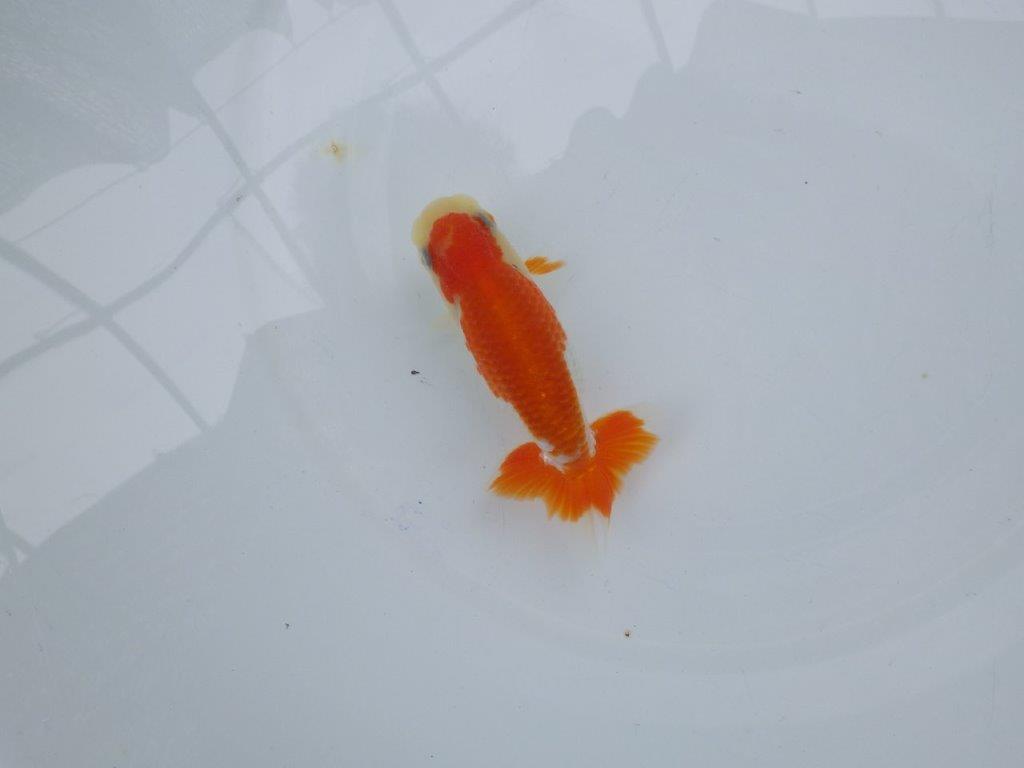 【可愛がってきた当歳らんちゅう 】艶が良く尾張りの良いらんちゅう　約11cm  メス？の上身