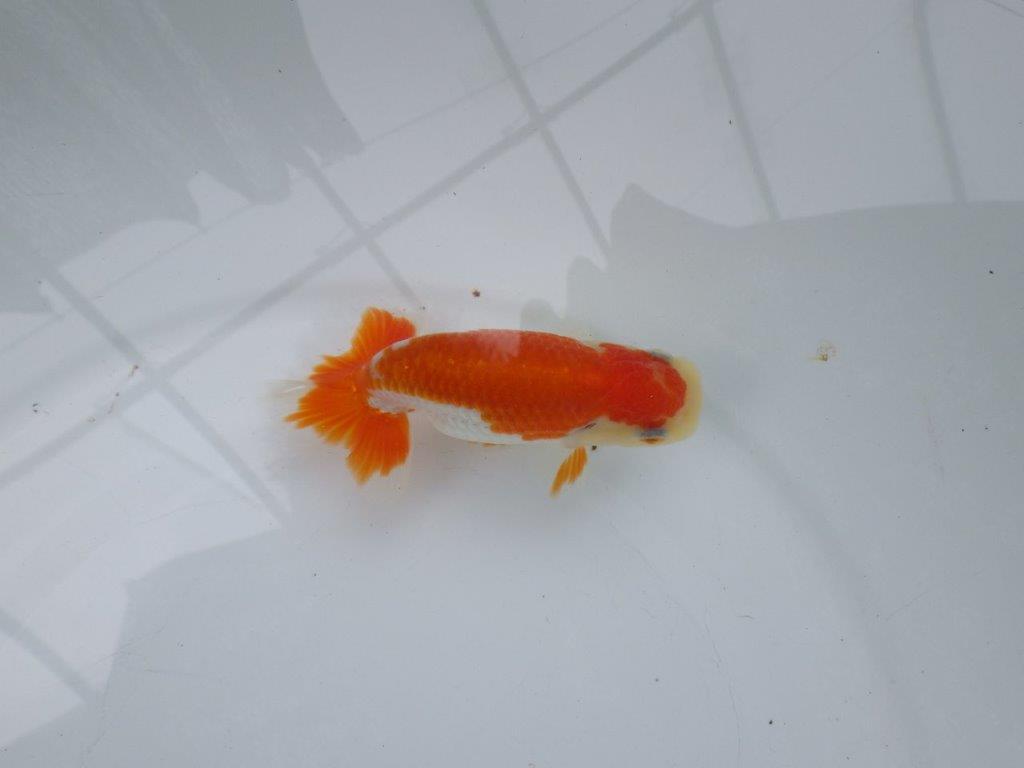 【可愛がってきた当歳らんちゅう 】艶が良く尾張りの良いらんちゅう　約11cm  メス？