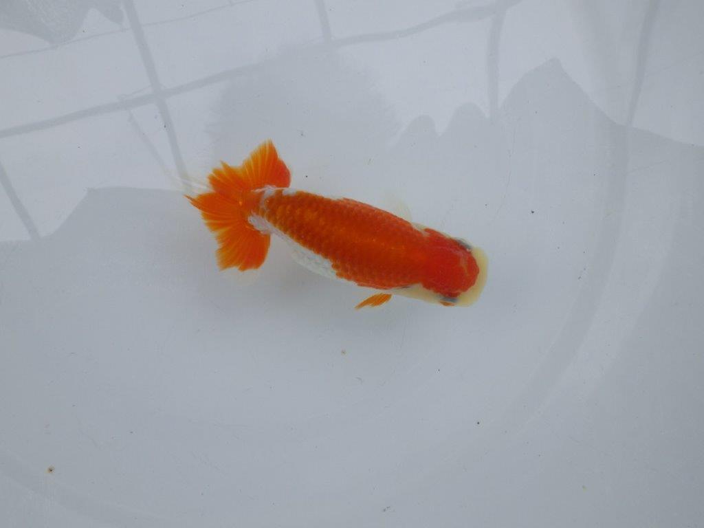 【可愛がってきた当歳らんちゅう 】艶が良く尾張りの良いらんちゅう　約11cm  メス？