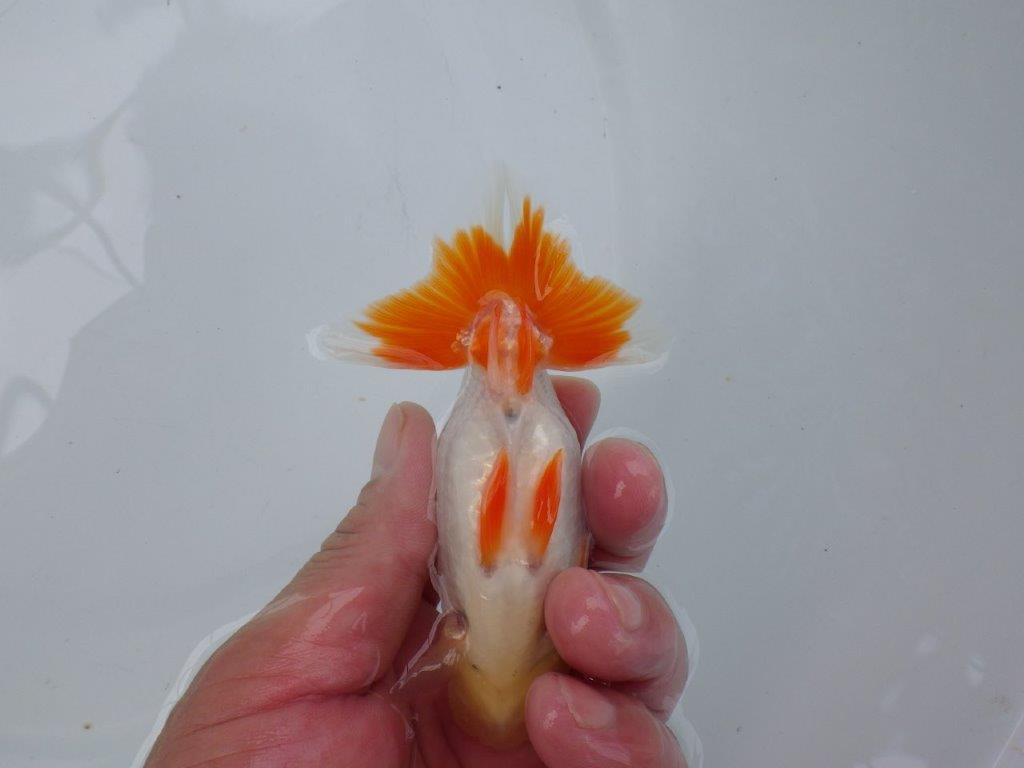 【可愛がってきた当歳らんちゅう 】艶が良く尾張りの良いらんちゅう　約11cm  メス？