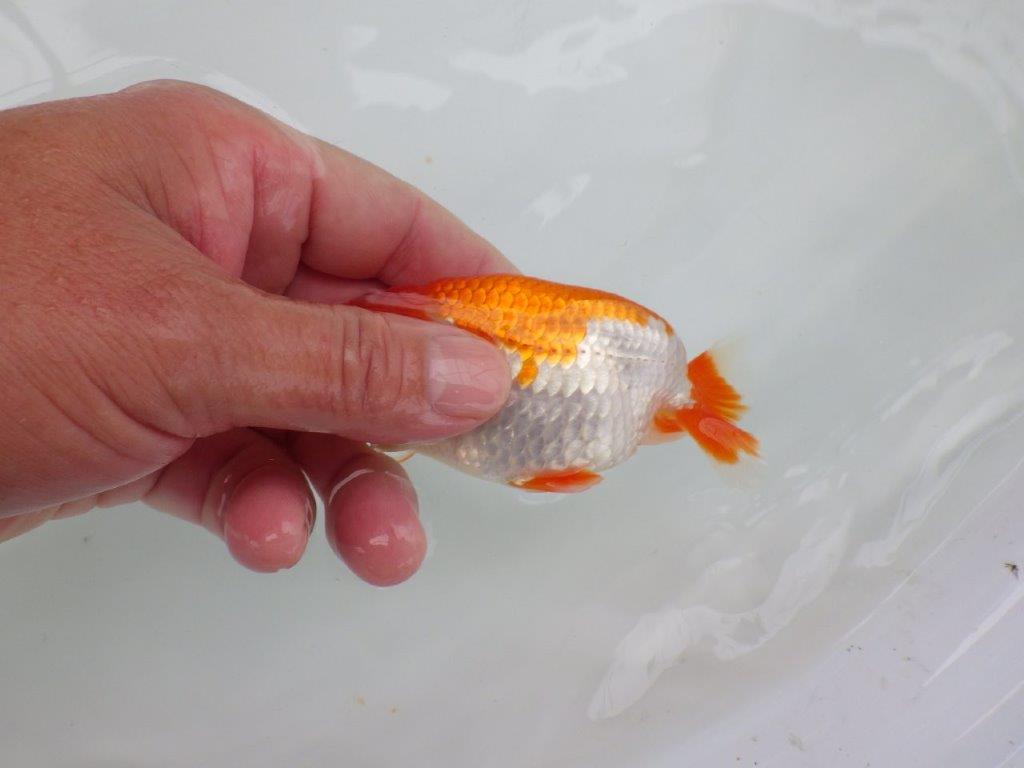 【可愛がってきた当歳らんちゅう 】艶が良く尾張りの良いらんちゅう　約11cm  メス？