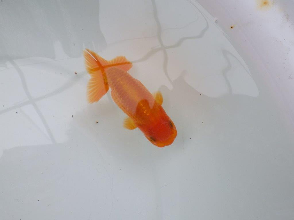 【可愛がってきた当歳らんちゅう 】太くたくましい体系のらんちゅう　約12cm  メス？