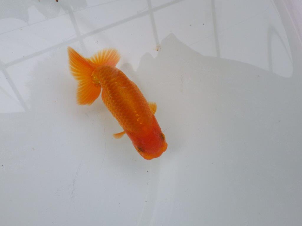 【可愛がってきた当歳らんちゅう 】太くたくましい体系のらんちゅう　約12cm  メス？