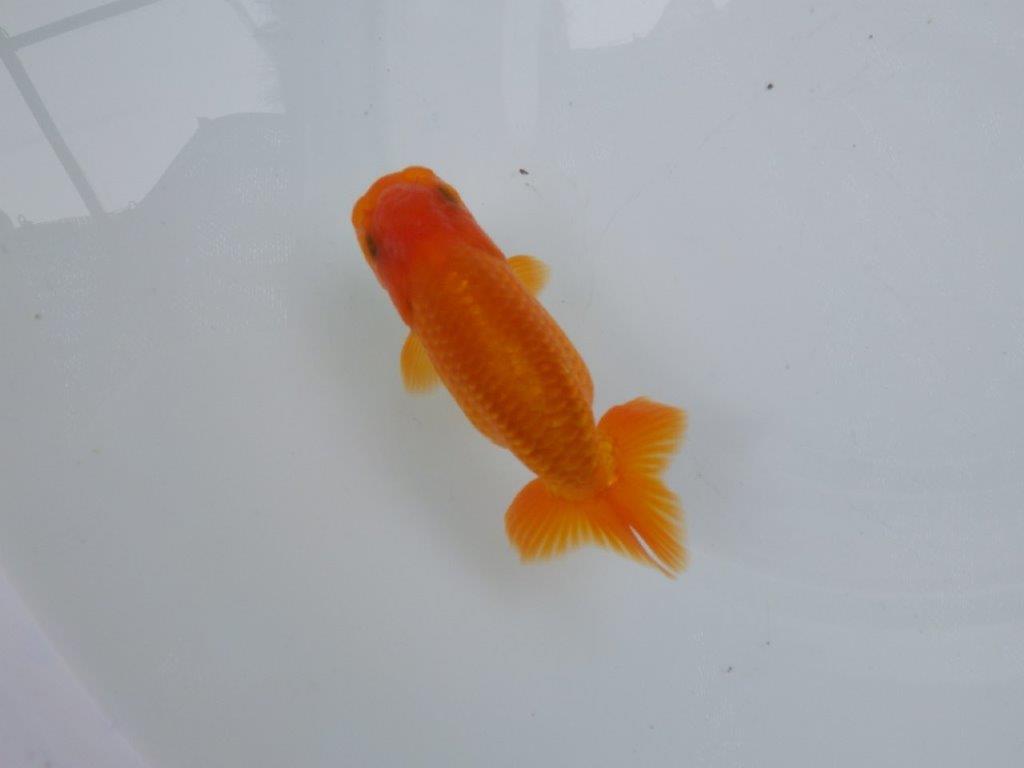 【可愛がってきた当歳らんちゅう 】太くたくましい体系のらんちゅう　約12cm  メス？