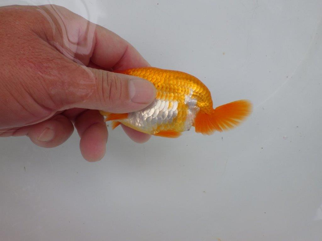 【可愛がってきた当歳らんちゅう 】太くたくましい体系のらんちゅう　約12cm  メス？