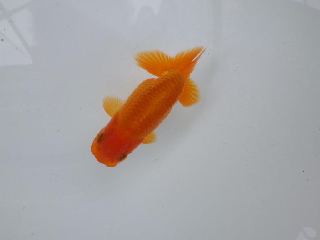【可愛がってきた当歳らんちゅう 】太くたくましい体系のらんちゅう　約12cm  メス？の上身