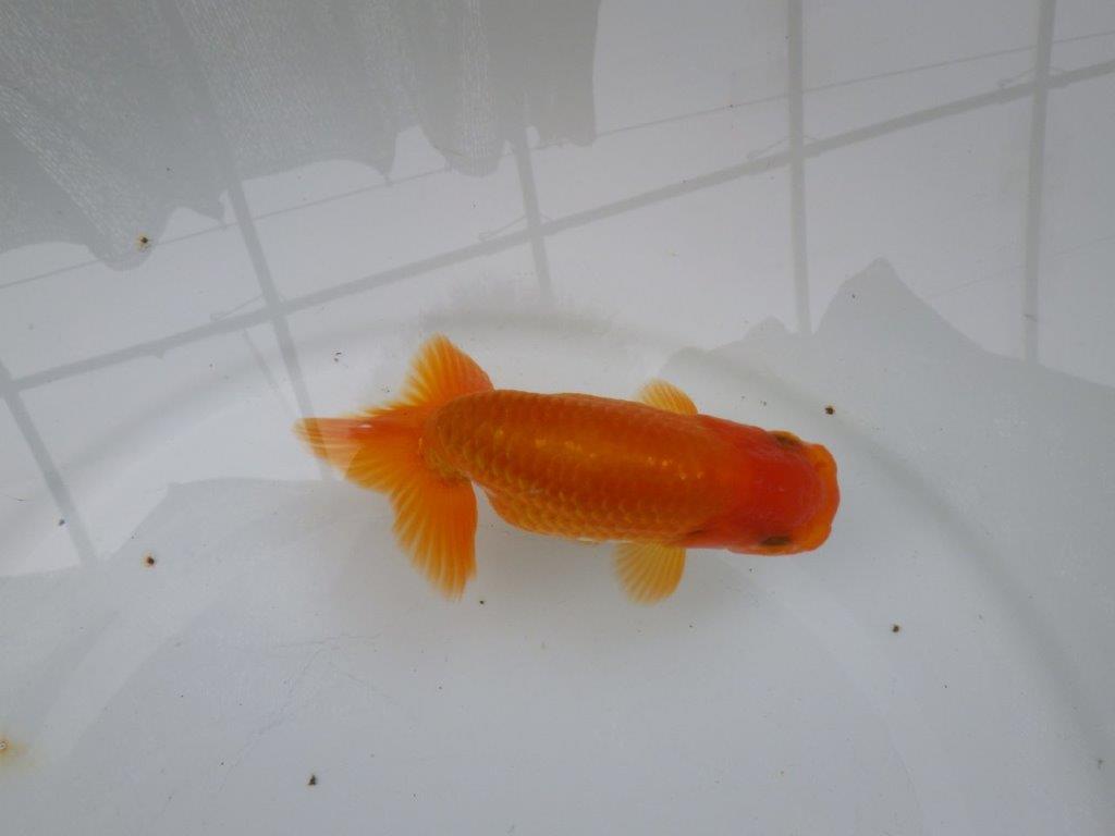 【可愛がってきた当歳らんちゅう 】太くたくましい体系のらんちゅう　約12cm  メス？