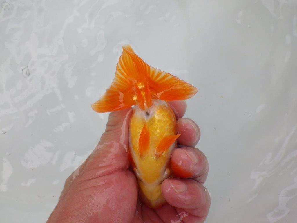 【可愛がってきた当歳らんちゅう 】太くたくましい体系のらんちゅう　約12cm  メス？