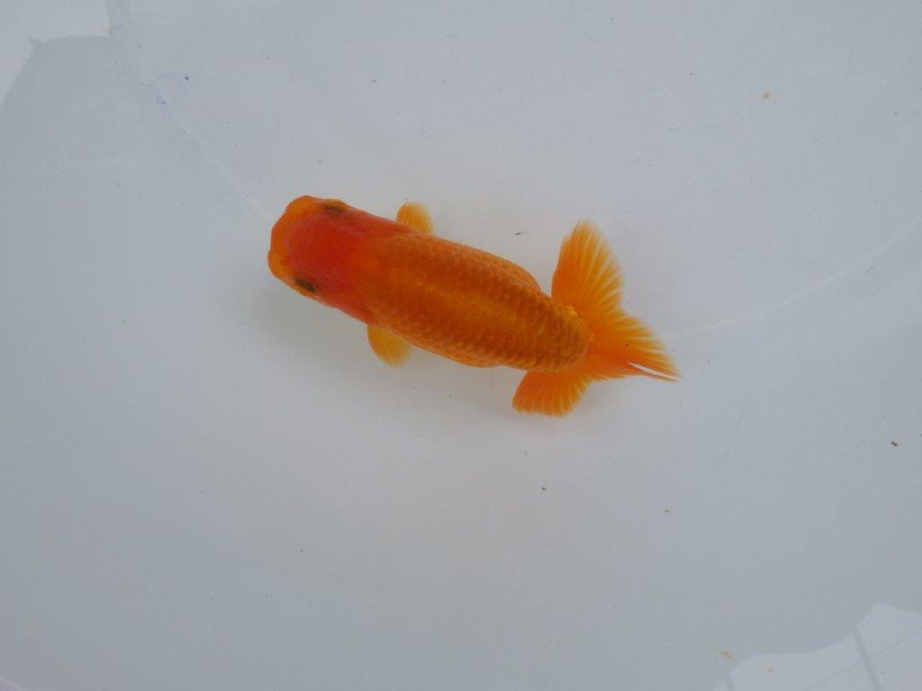 【可愛がってきた当歳らんちゅう 】太くたくましい体系のらんちゅう　約12cm  メス？