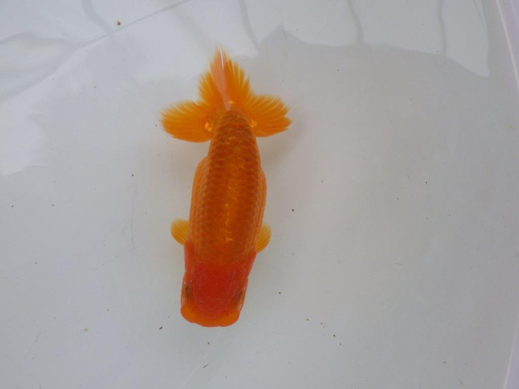 【可愛がってきた当歳らんちゅう 】幅があり今後に期待のらんちゅう　約13,5cmの上身