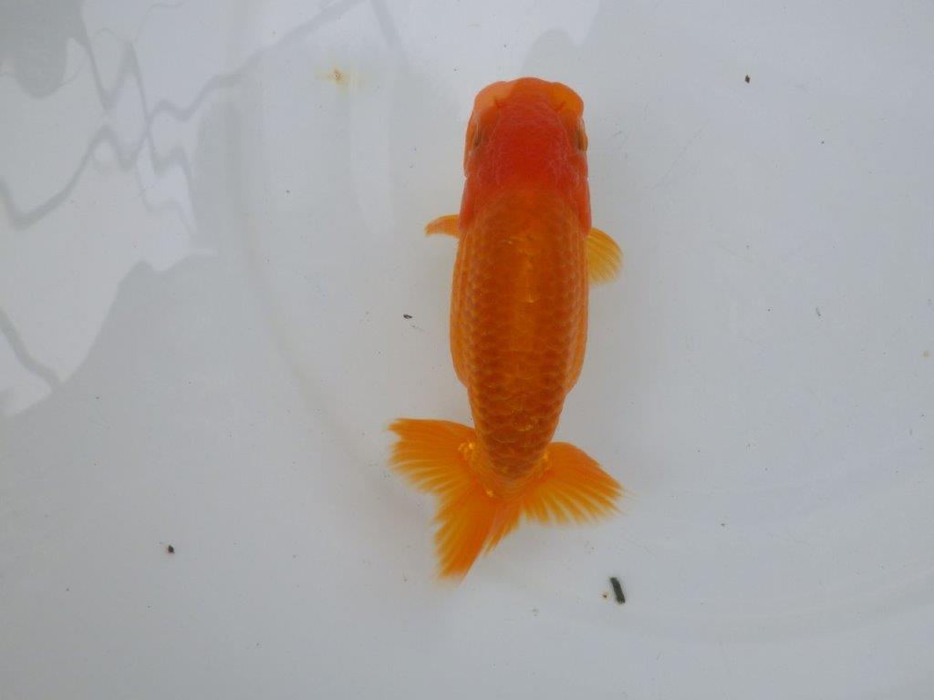 【可愛がってきた当歳らんちゅう 】幅があり今後に期待のらんちゅう　約13,5cm