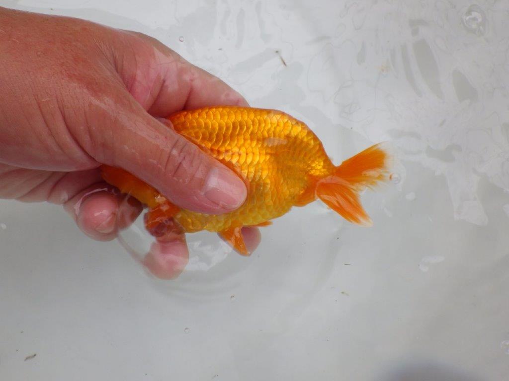 【可愛がってきた当歳らんちゅう 】幅があり今後に期待のらんちゅう　約13,5cm