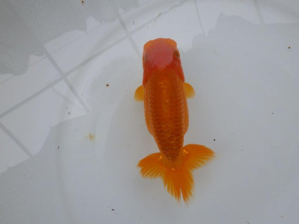 【可愛がってきた当歳らんちゅう 】幅があり今後に期待のらんちゅう　約13,5cm