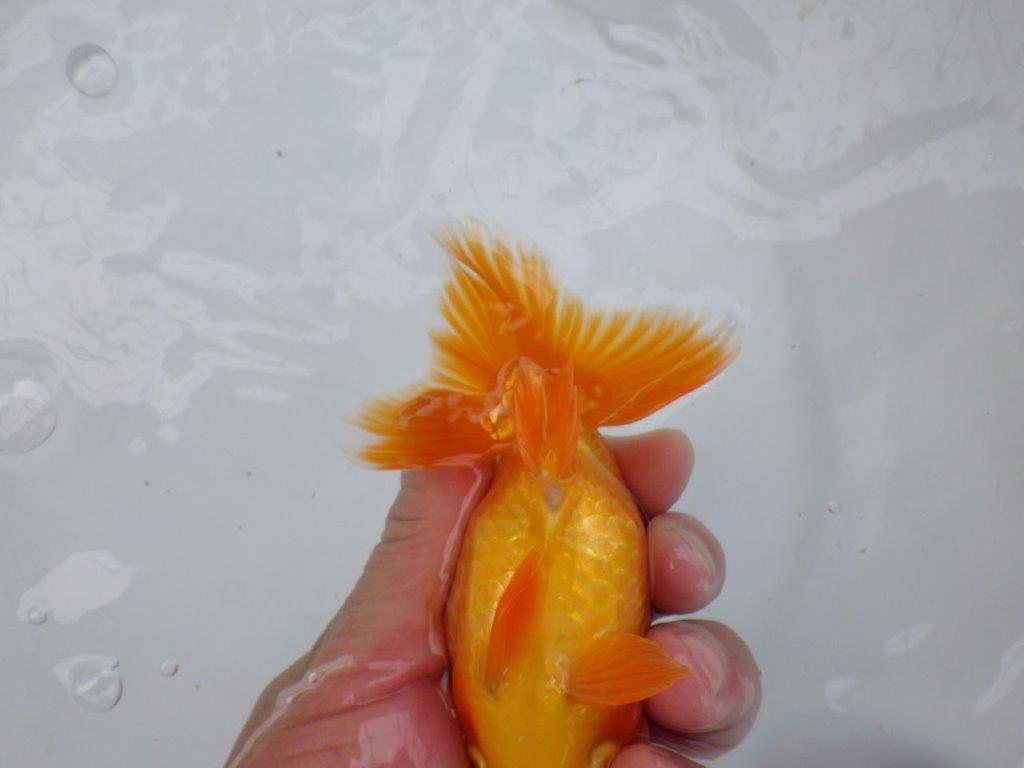 【可愛がってきた当歳らんちゅう 】幅があり今後に期待のらんちゅう　約13,5cm